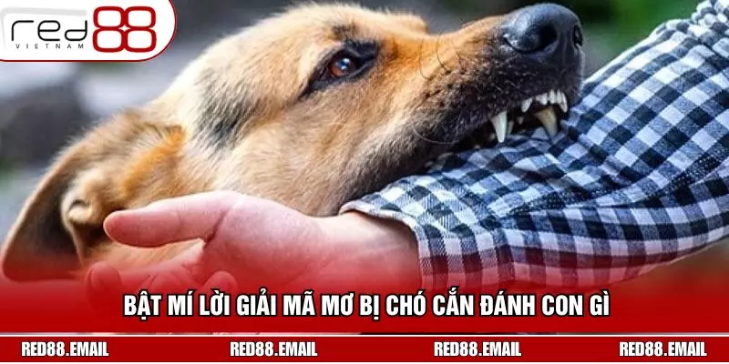 Bật mí lời giải mã mơ bị chó cắn đánh con gì