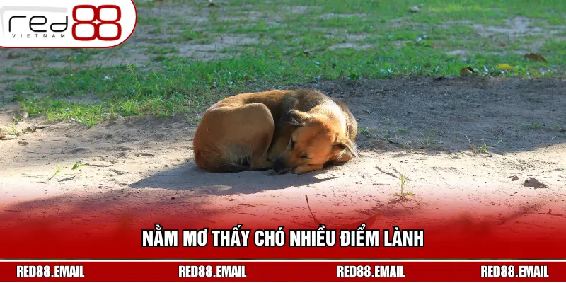 Nằm mơ thấy chó nhiều điểm lành