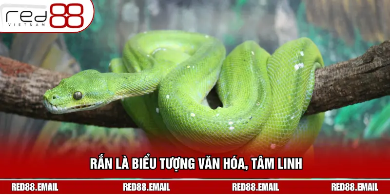 Rắn là biểu tượng văn hóa, tâm linh