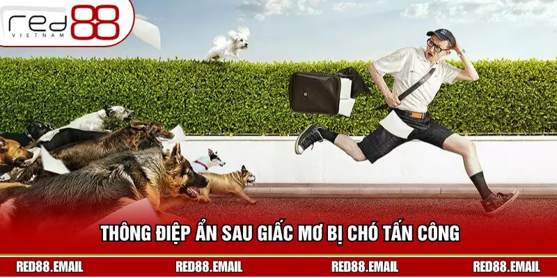 Thông điệp ẩn sau giấc mơ bị chó tấn công